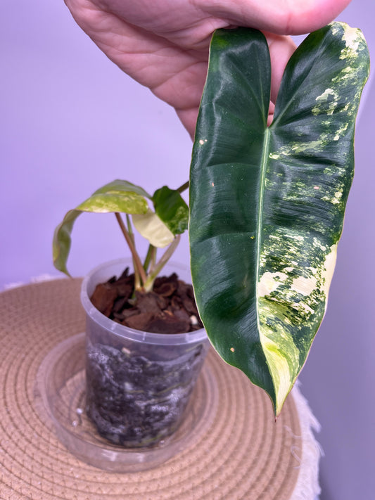 Philodendron Burle Marx variegated 2