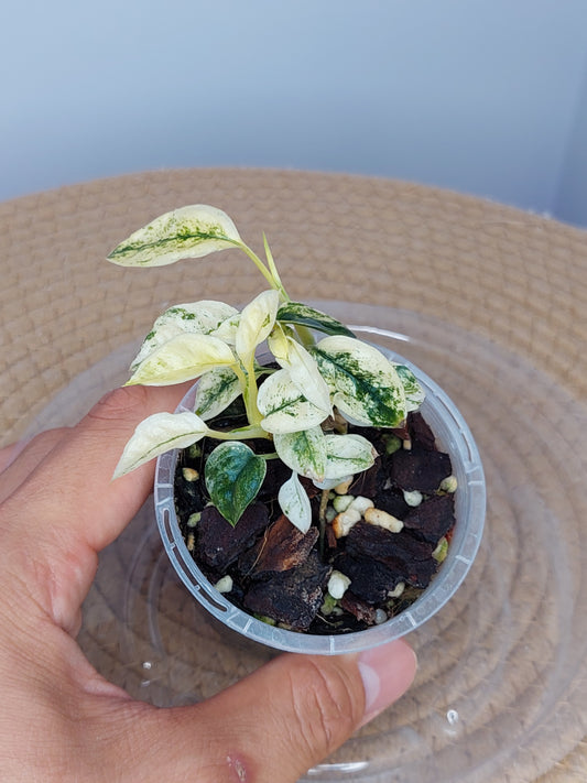 Epipremnum Pinnatum Bali Hanoman 1