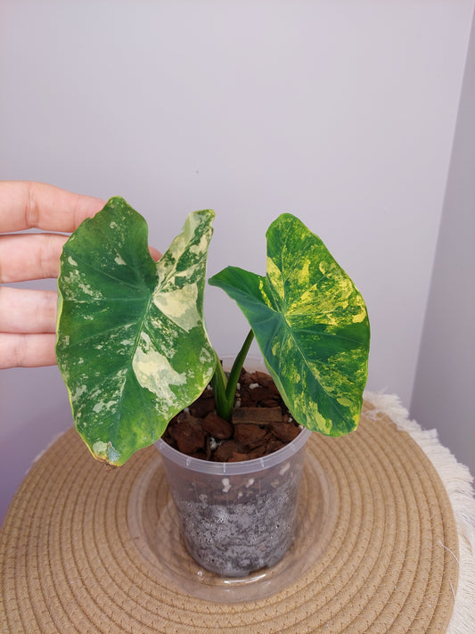 Colocasia Esculenta Yellow Splash Variegated 1
