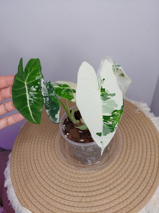Alocasia Frydek Variegated 1 (2 Heads)