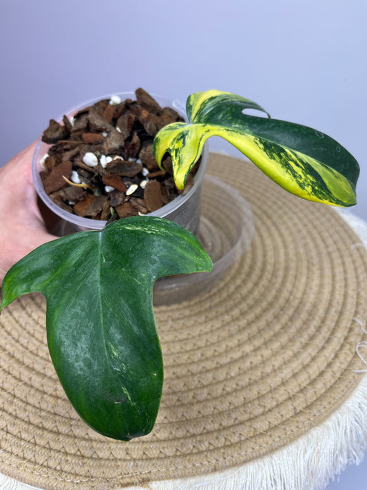 Philodendron Florida Beauty variegated 2