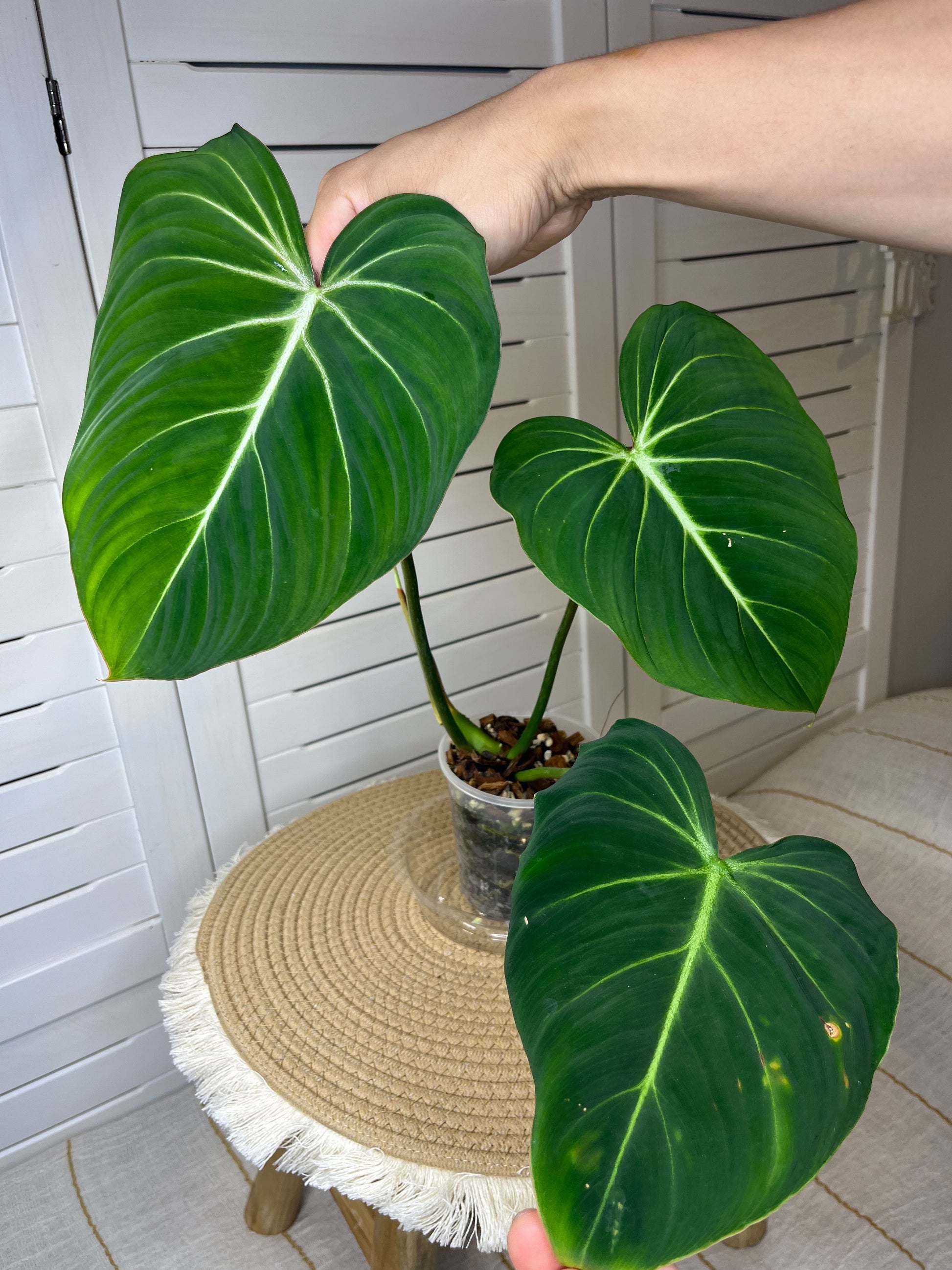 philodendron gloriosum nz Philodendron Gloriosum (1) – SOUL PLANT
