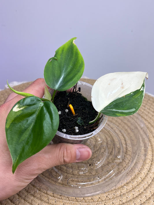 Philodendron Hederaceum(Heartleaf) ALBO Variegated 1