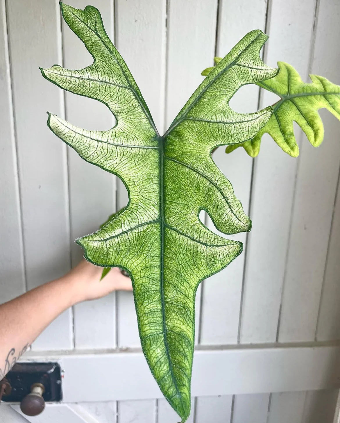 Alocasia Jacklyn Mint #B
