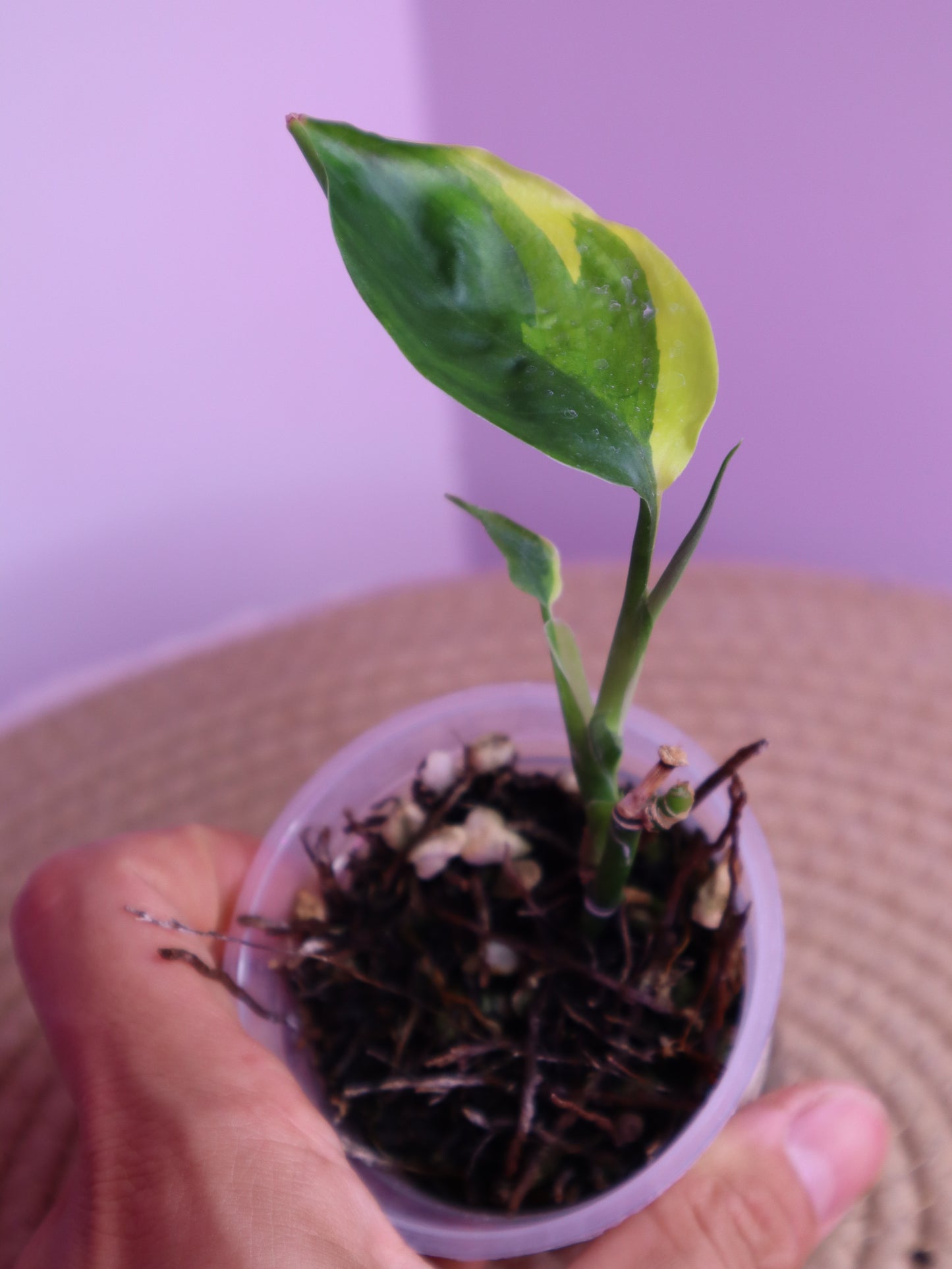 Scindapsus Perakensis Neon 1