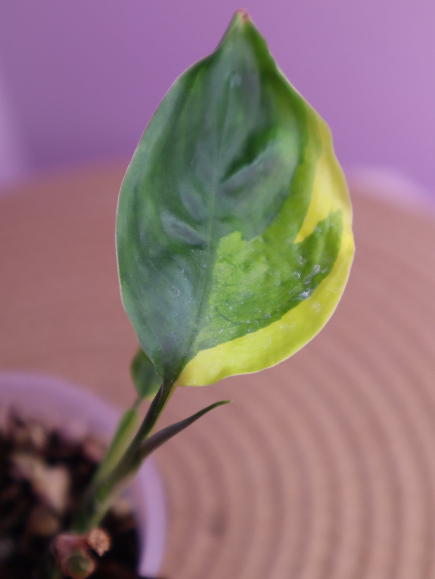 Scindapsus Perakensis Neon 1