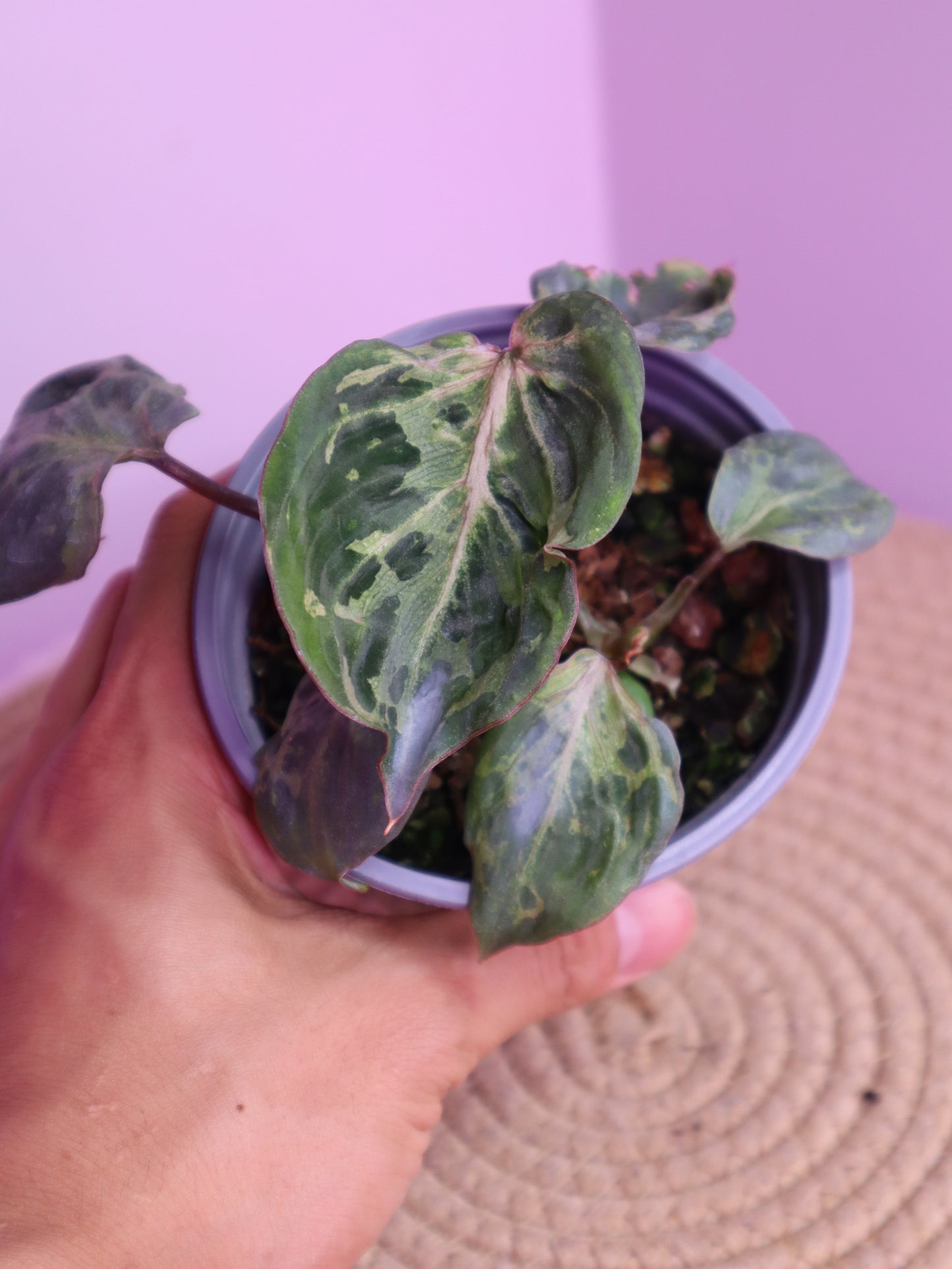 Philodendron Gloriosum Snow Leopard Variegated 1