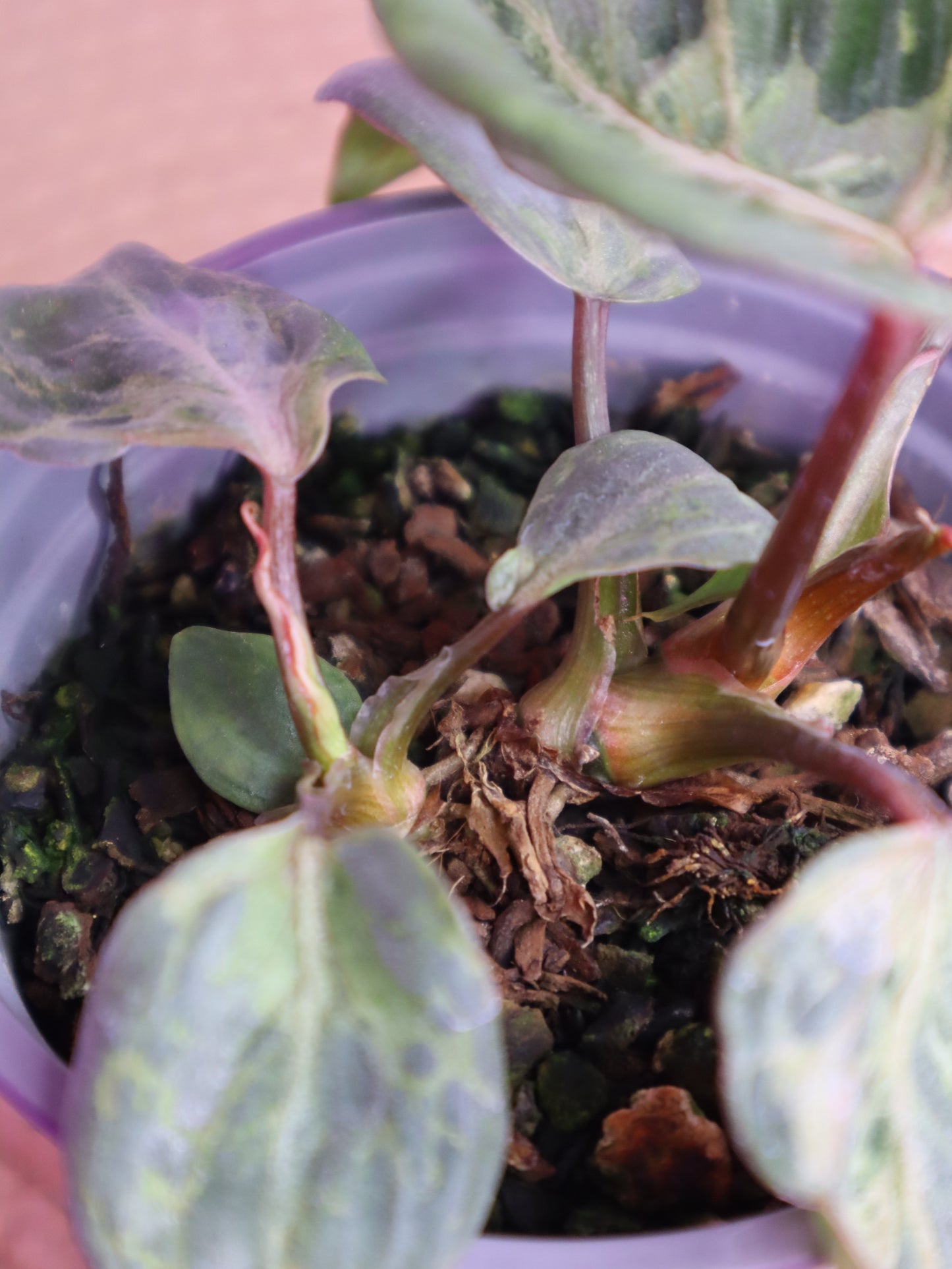 Philodendron Gloriosum Snow Leopard Variegated 1