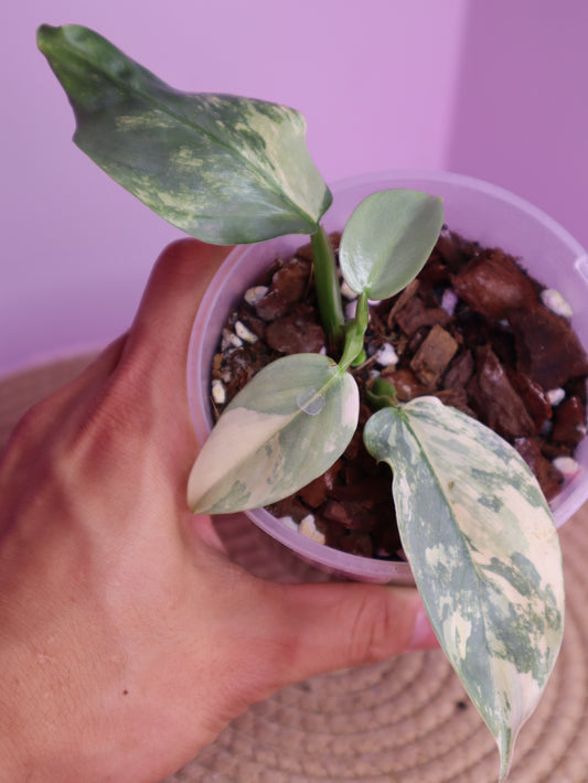 Philodendron Silver Sword Variegated 1