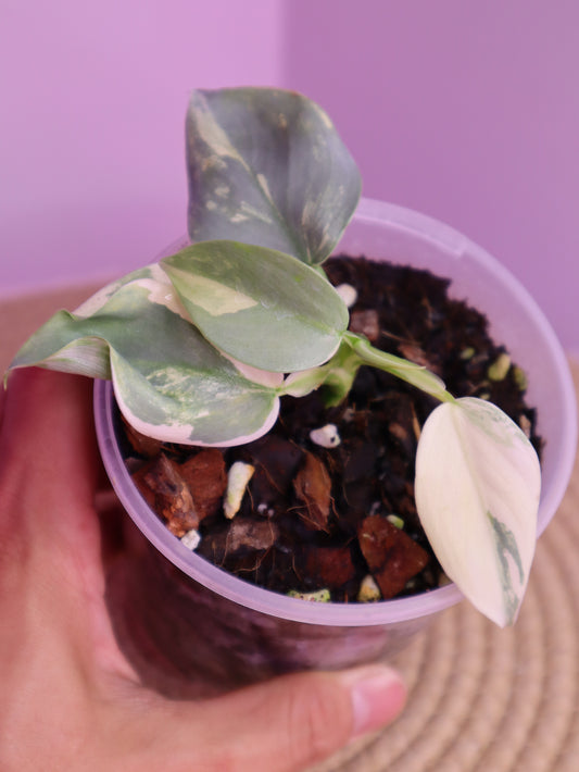 Philodendron Silver Sword Variegated 2