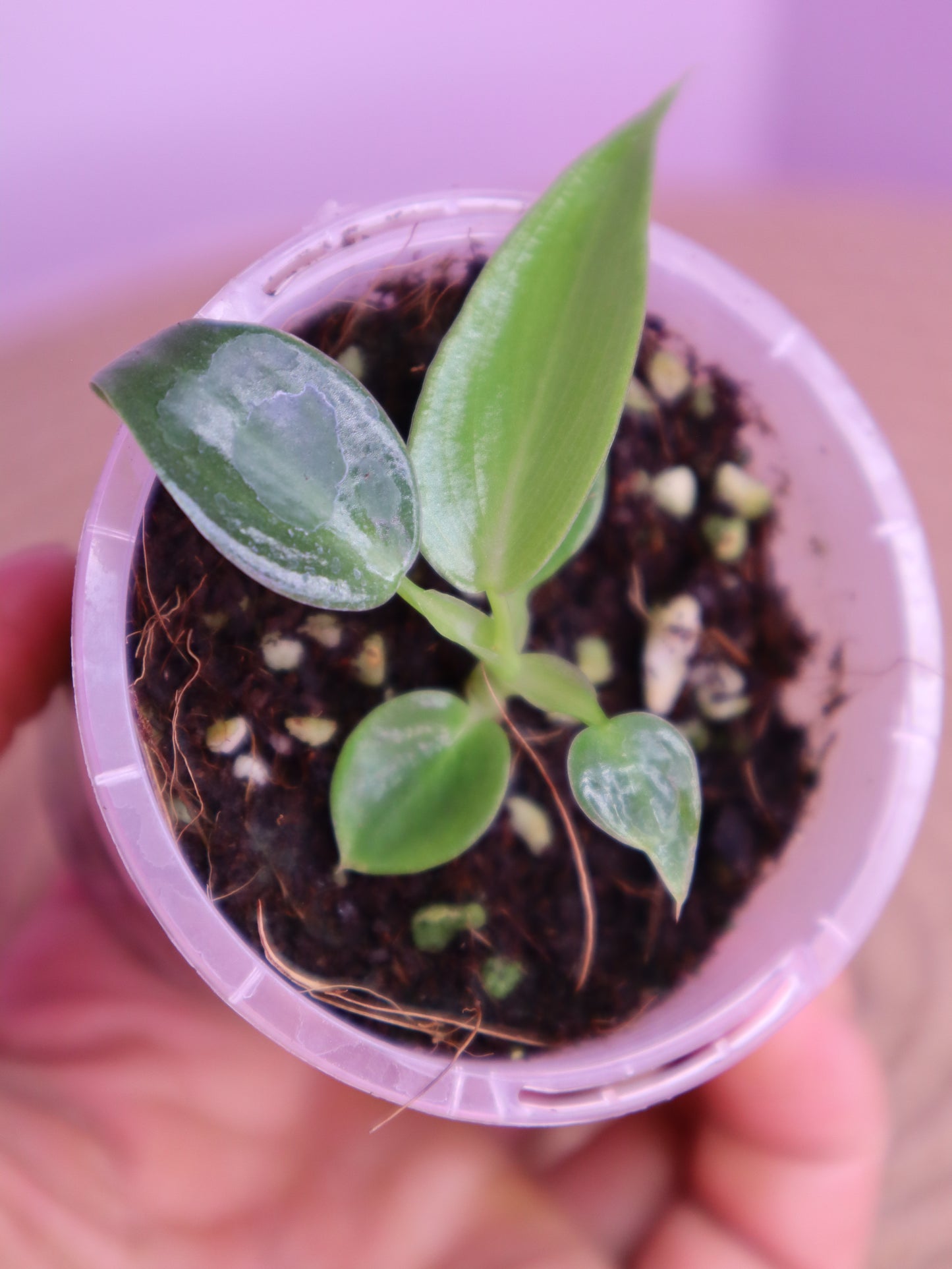 Philodendron Spiritus Sancti 1