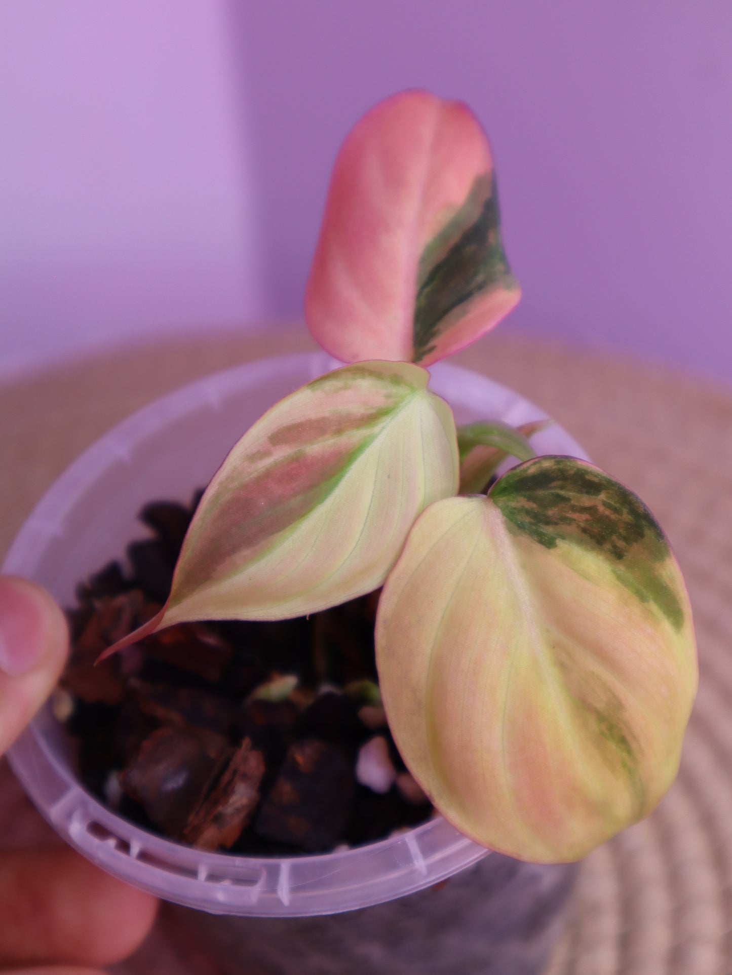 Philodendron Mican Variegated 1