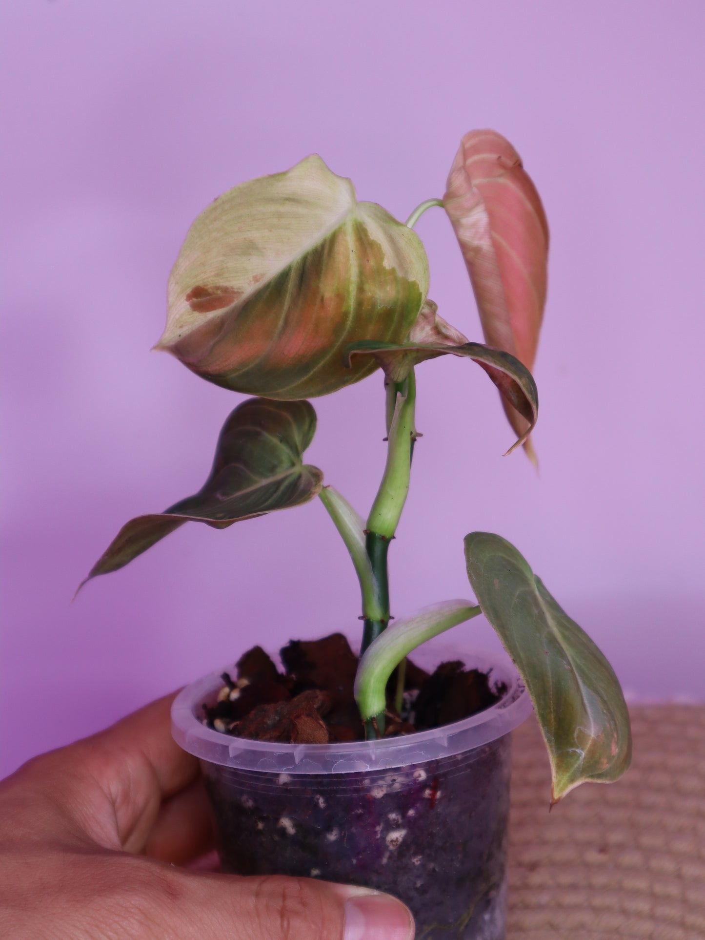 Philodendron Melanochrysum Variegated 1