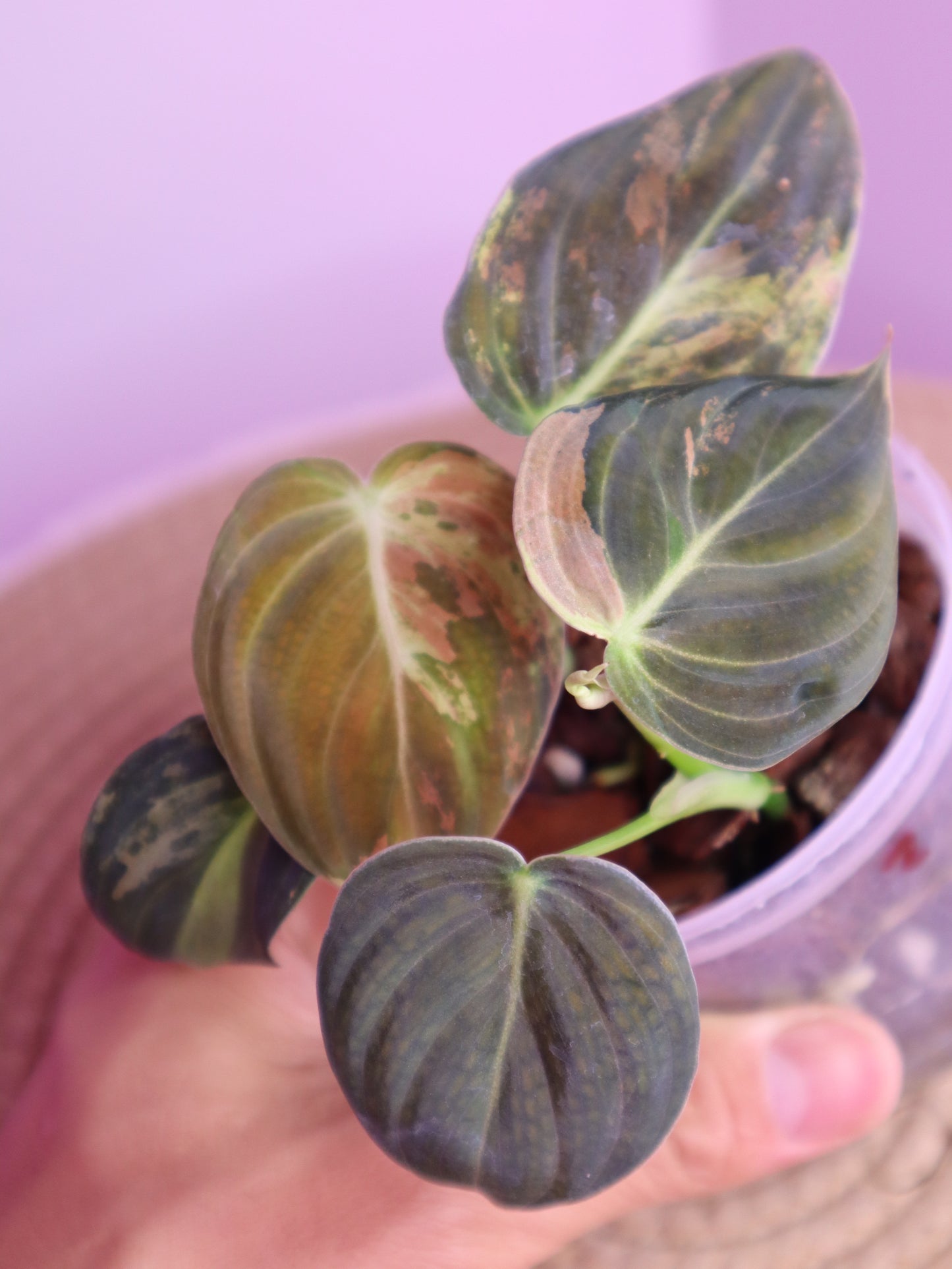 Philodendron Melanochrysum Variegated 2