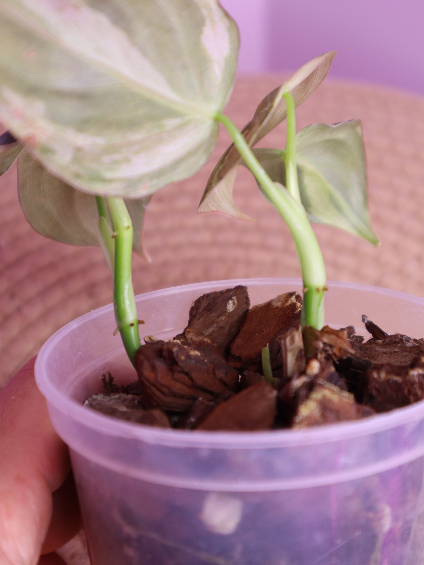 Philodendron Melanochrysum Variegated 2