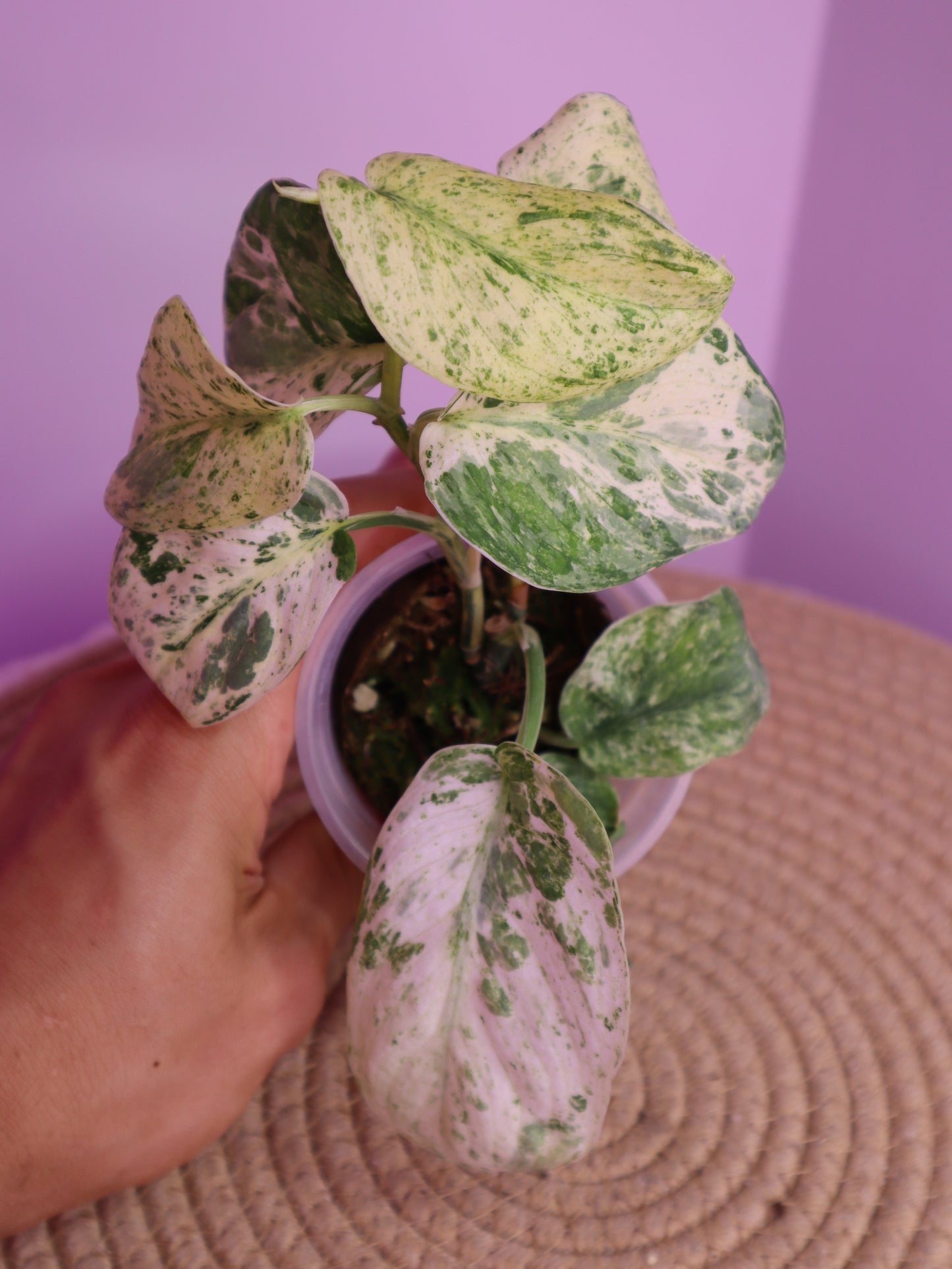 Scindapsus Creme Brulee Variegated 1