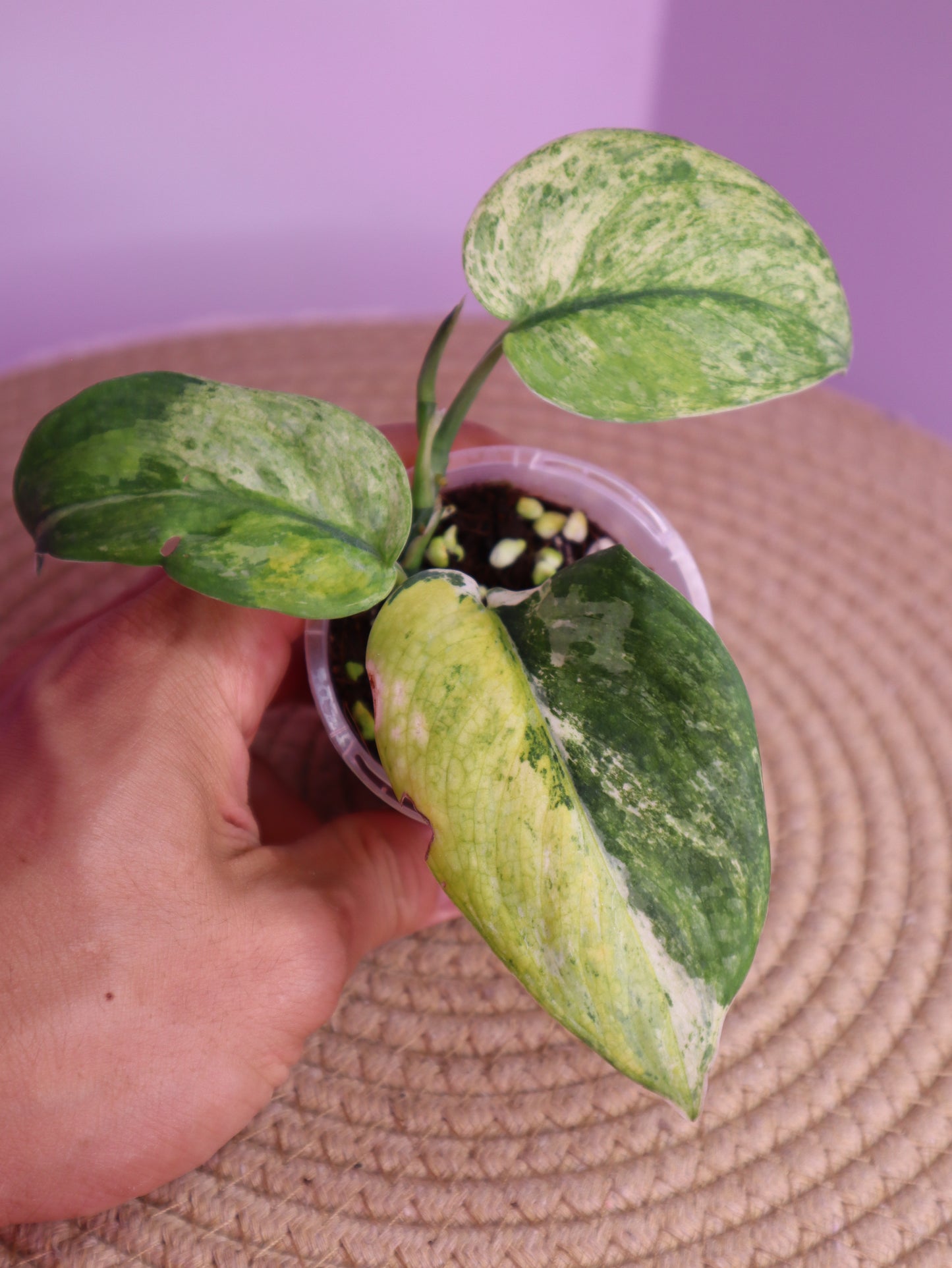 Scindapsus Creme Brulee Variegated 2