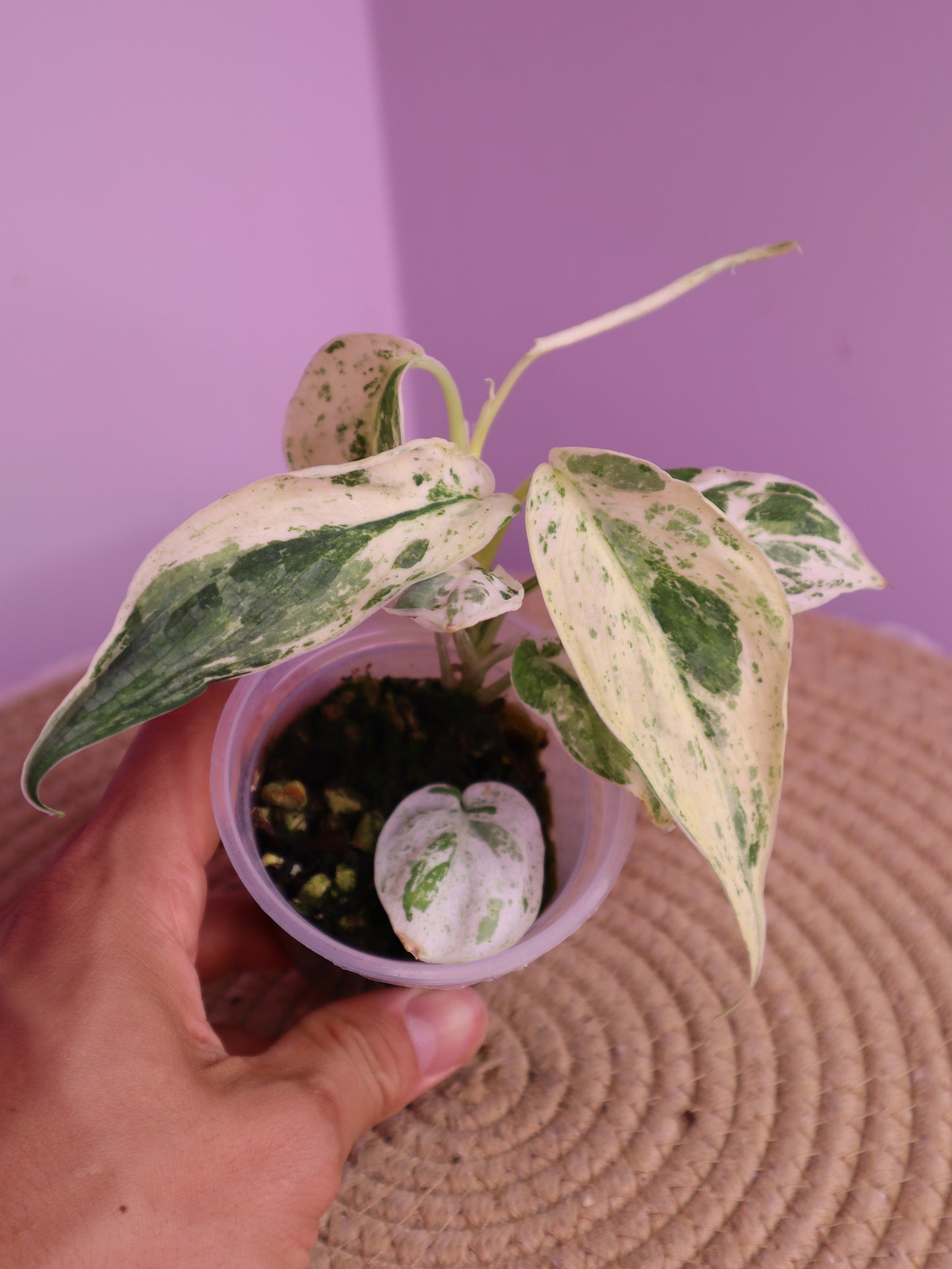 Scindapsus Silver Splash Variegated 1