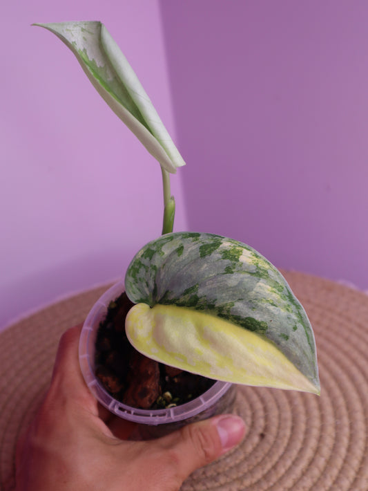 Scindapsus Exotica Variegated 1