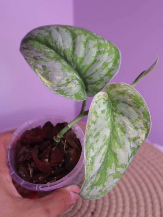 Scindapsus Exotica Variegated 2