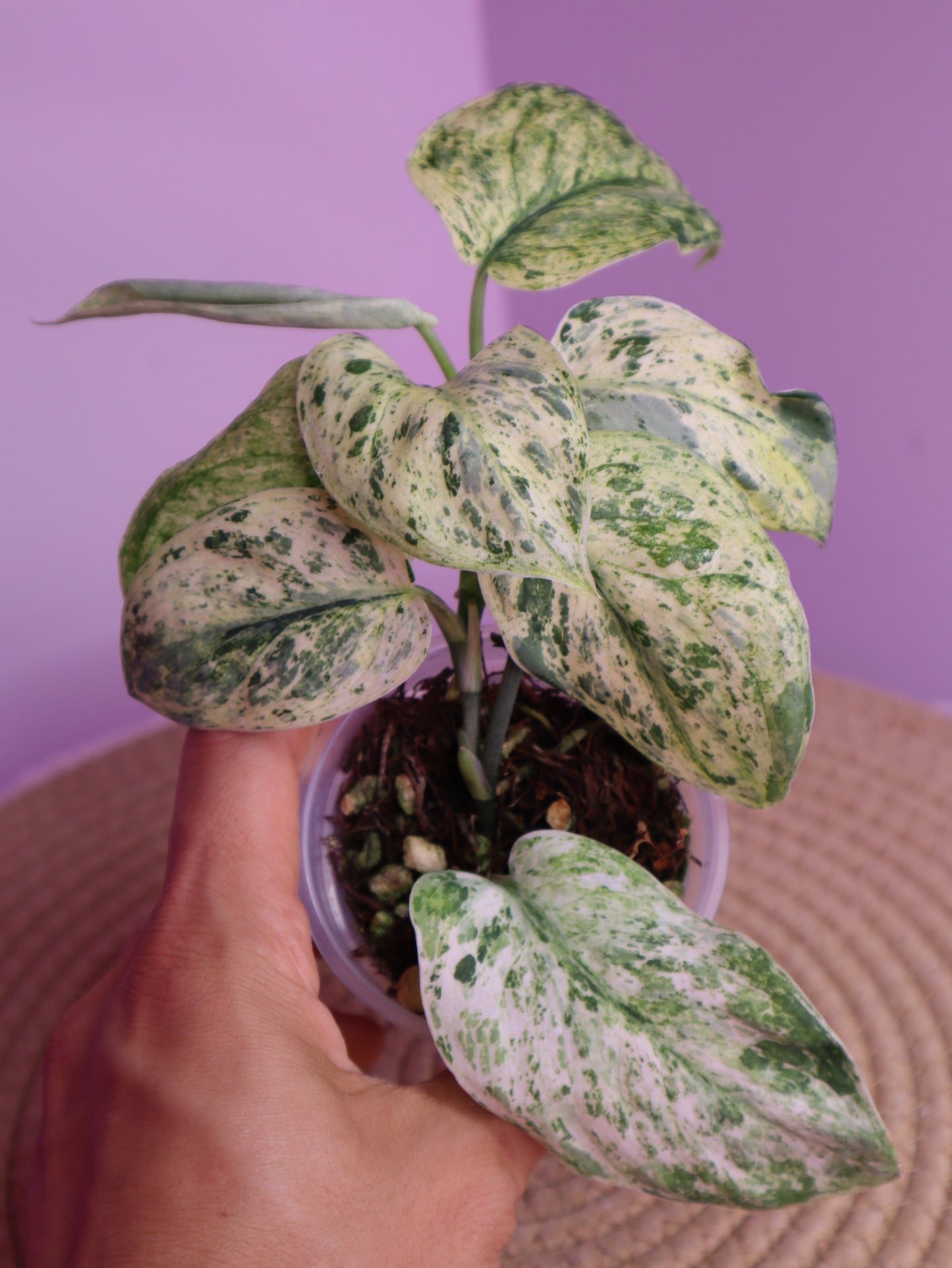 Scindapsus Silver Cloud Variegated 1