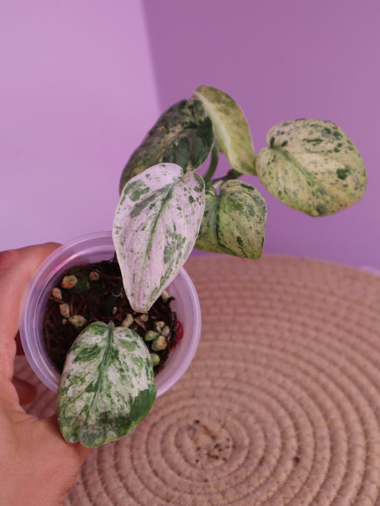 Scindapsus Silver Cloud Variegated 2