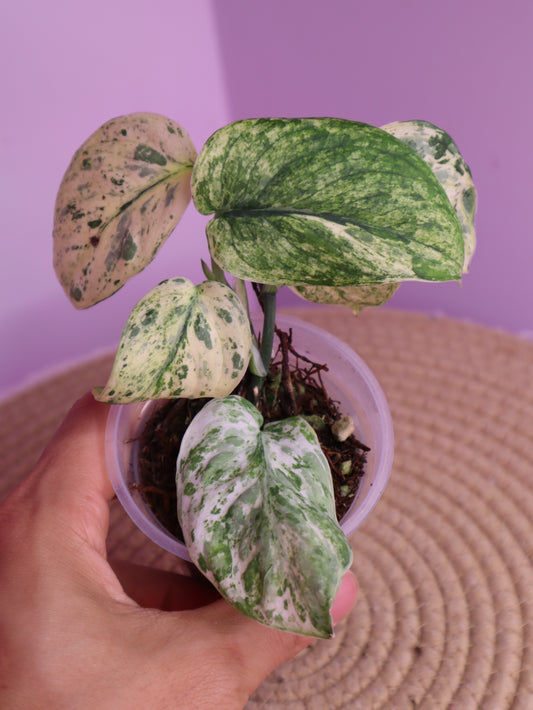 Scindapsus Silver Cloud Variegated 3