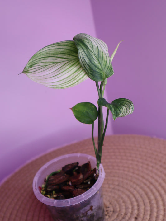 Scindapsus White Monster 3