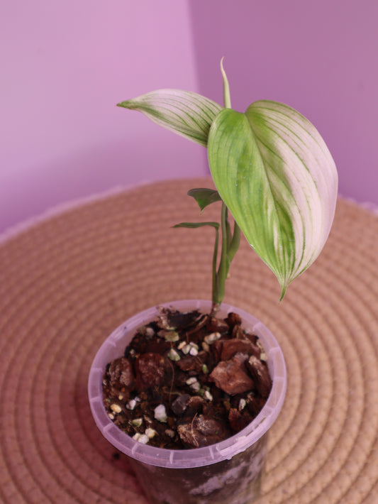 Scindapsus White Monster 4