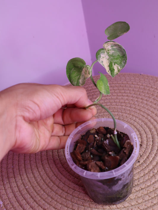 Scindapsus Mangurai Variegated 2