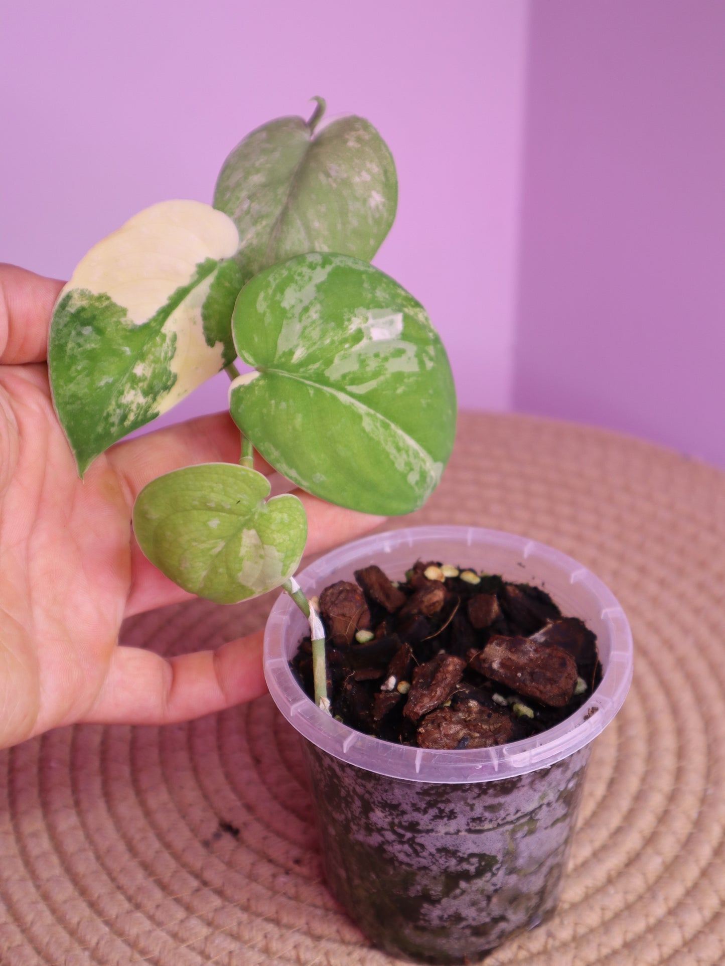 Scindapsus Mangurai Variegated 3