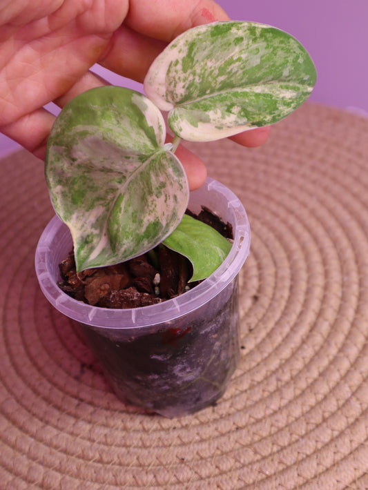 Scindapsus Mangurai Variegated 4