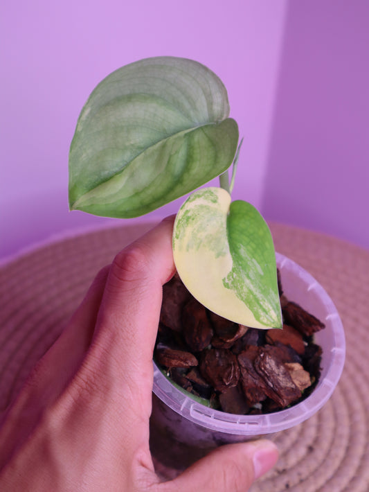 Scindapsus Jade Satin Variegated 2