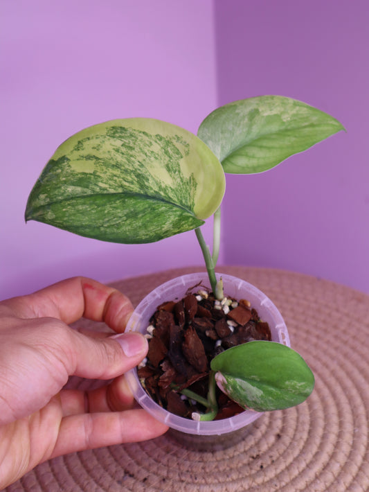 Scindapsus Jade Satin Variegated 3