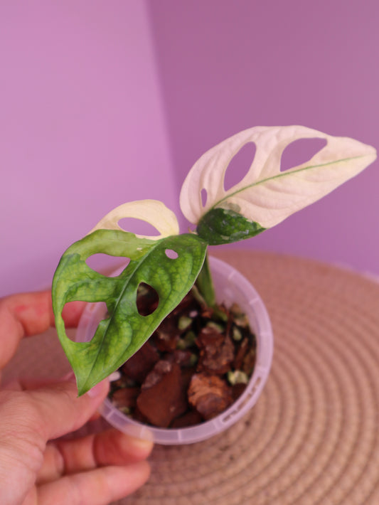 Monstera Monkey Mask Variegated 1