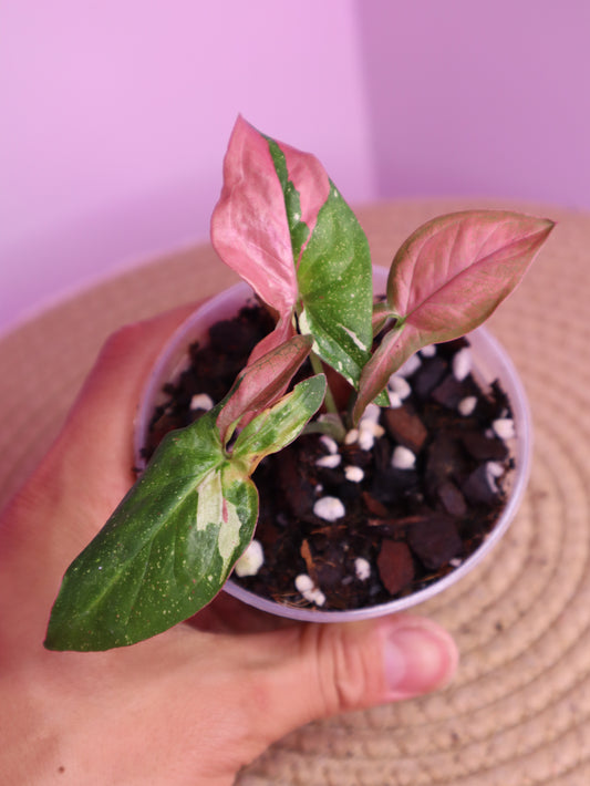 Syngonium Red Spot Tricolour 2