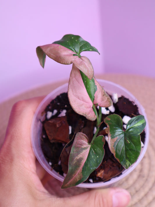 Syngonium Red Spot Tricolour 3