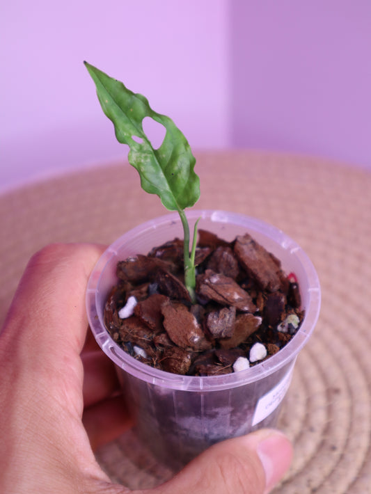 Monstera Obliqua Peru 1