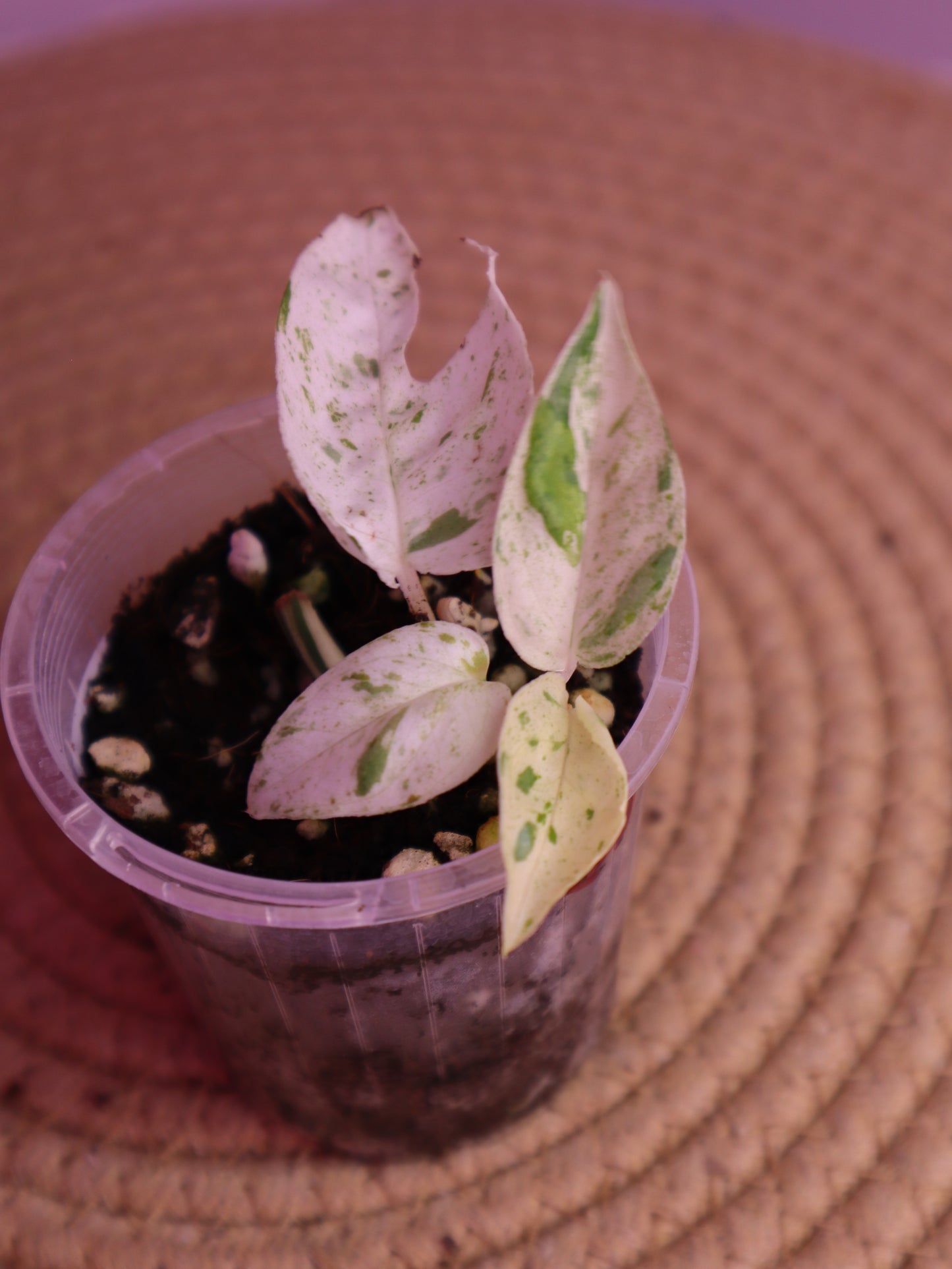 Epipremnum Pinnatum Marble 1