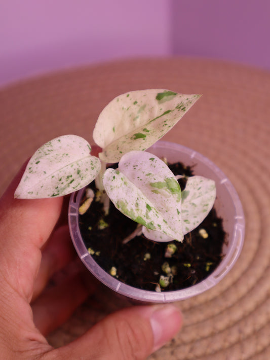 Epipremnum Pinnatum Marble 2