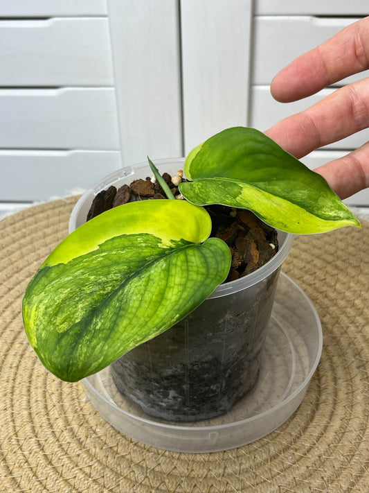 Scindapsus Jade Satin Variegated #1