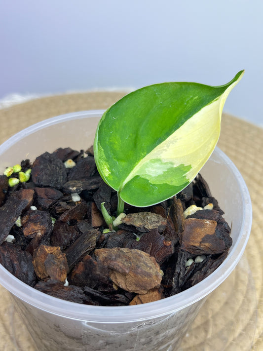 Scindapsus Jade Satin Variegated 4