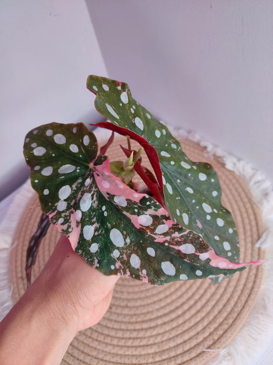 Begonia Maculata Pink Variegated 1