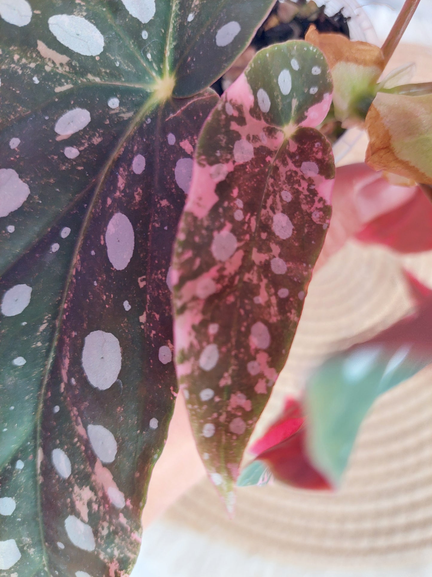 Begonia Maculata Pink Variegated 1