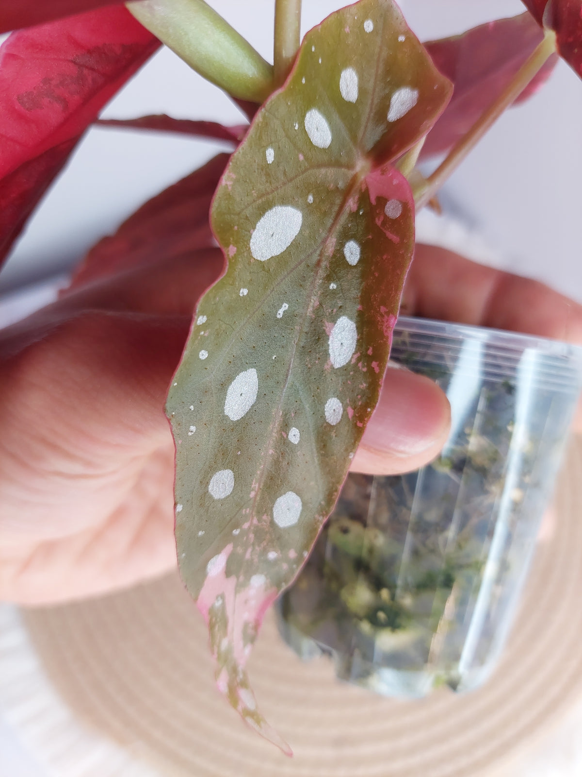 Begonia Maculata Pink Variegated 1