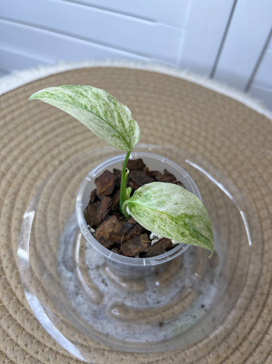 Monstera Adansonii Laniata Mint 1