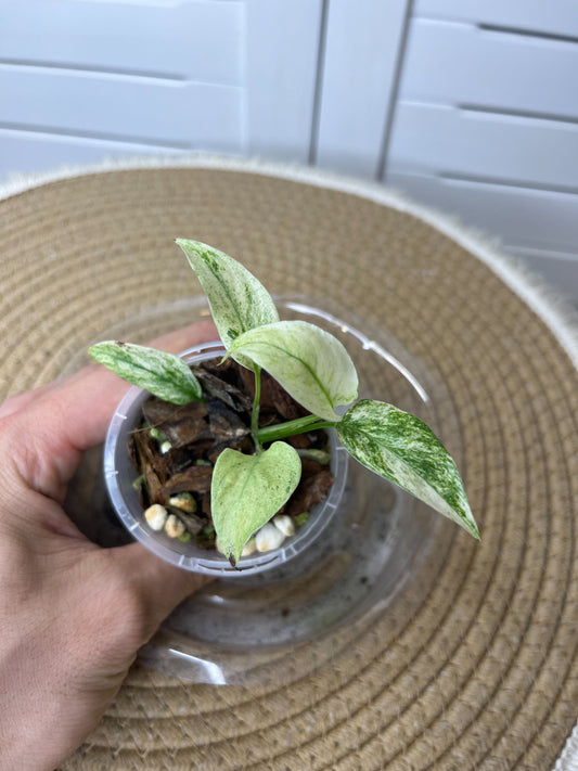 Monstera Adansonii Laniata Mint 2