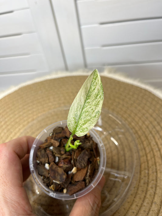 Monstera Adansonii Laniata Mint #2