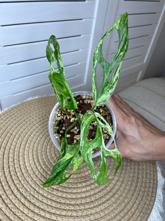Monstera Adansonii Mint (1)