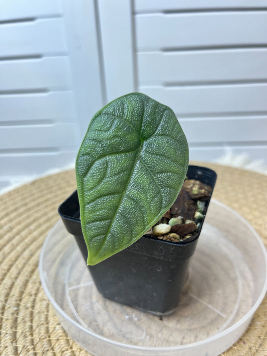 Alocasia Melo (1)